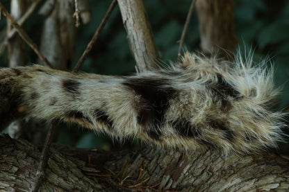 Dry Preserved Bobcat Arm