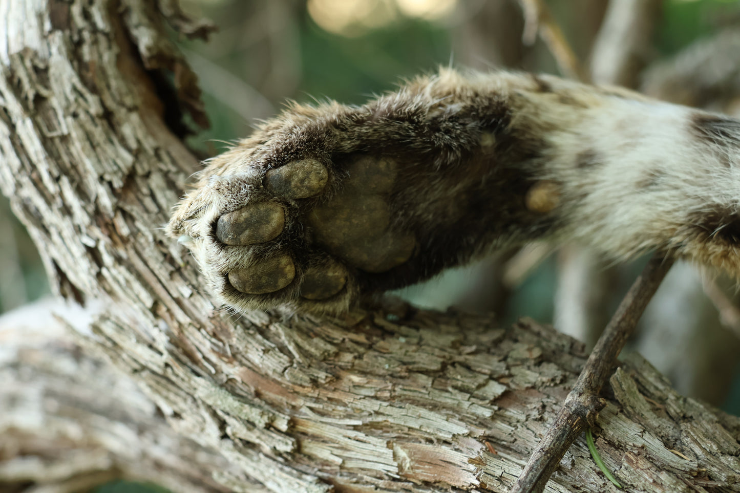 Dry Preserved Bobcat Arm