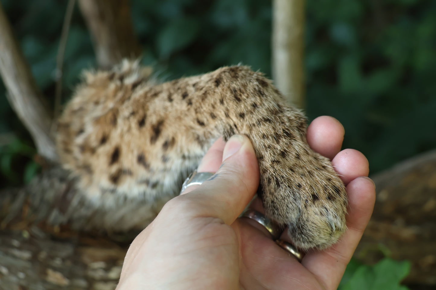 Dry Preserved Bobcat Arm