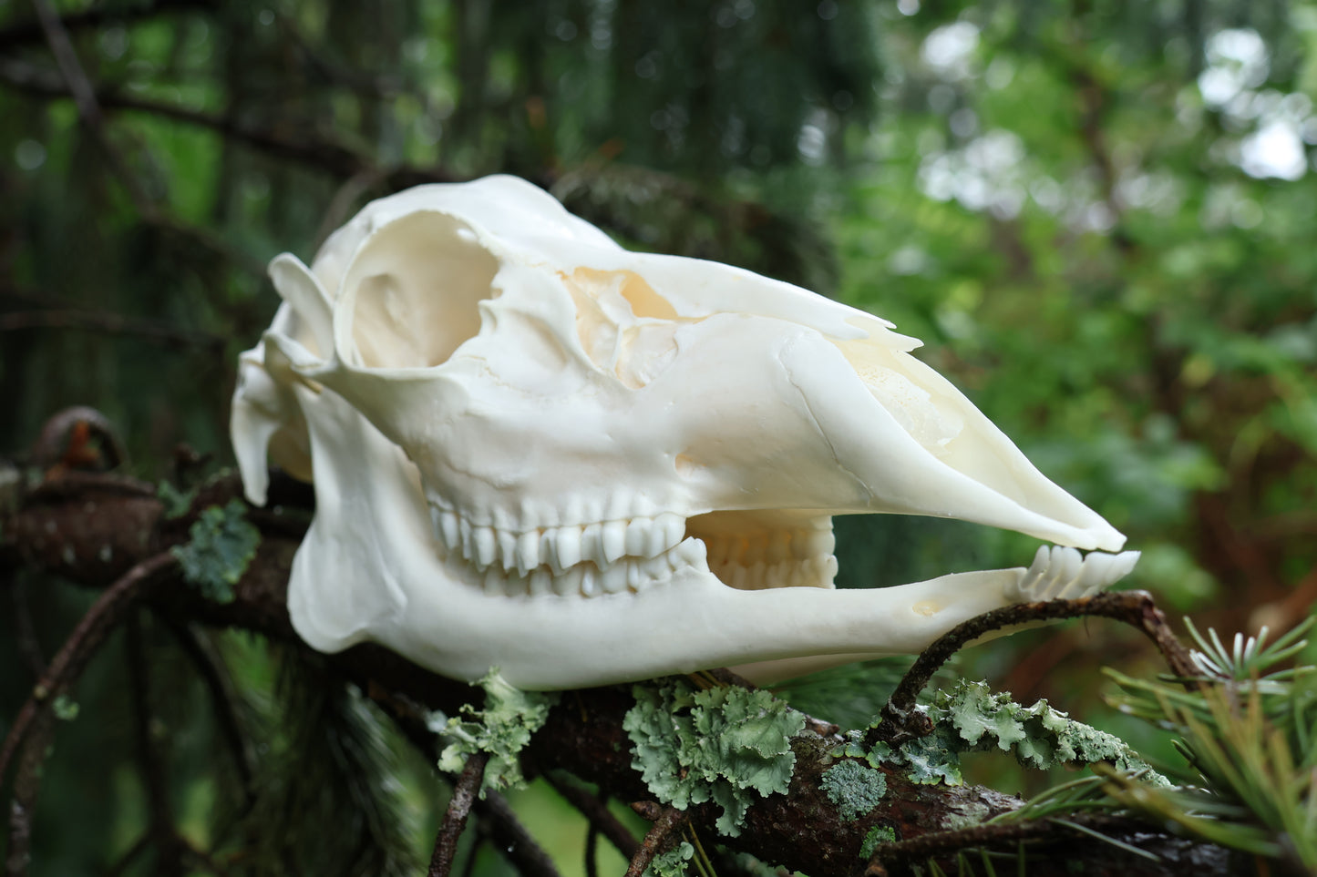 Whitetail Doe Skull