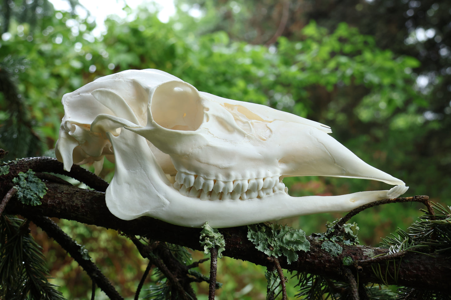Whitetail Doe Skull