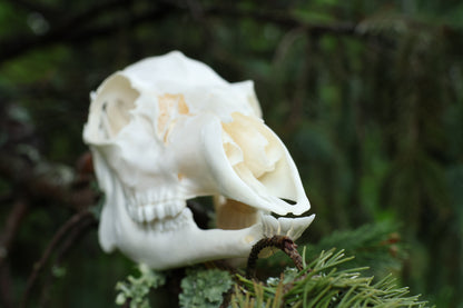 Whitetail Doe Skull