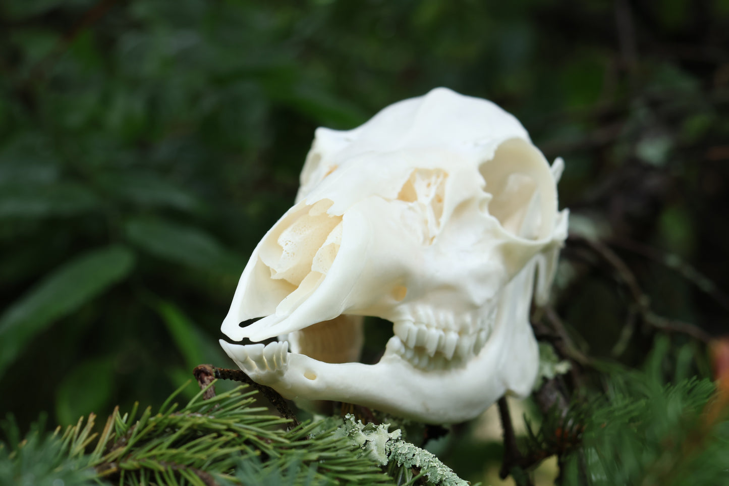 Whitetail Doe Skull