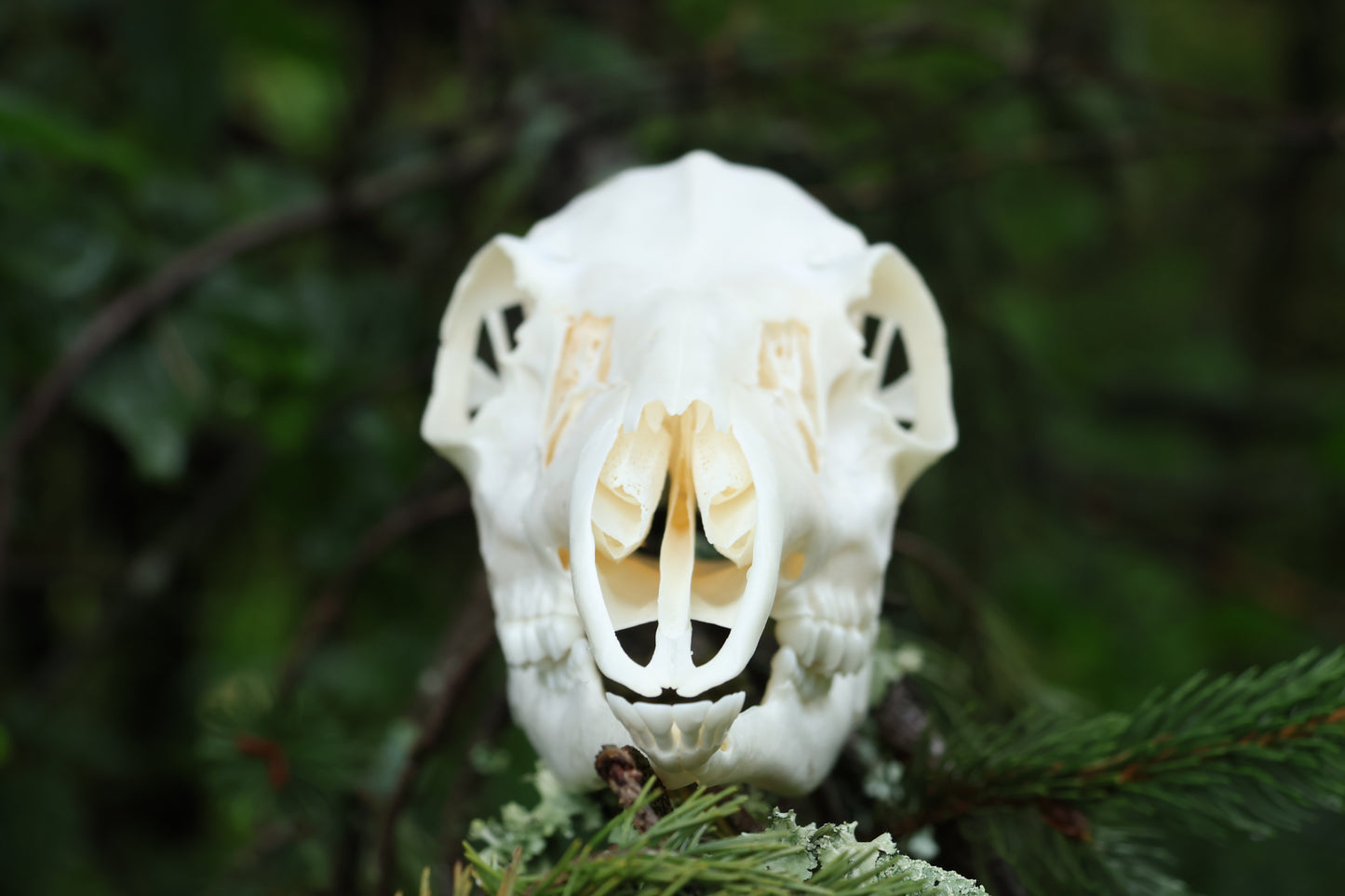 Whitetail Doe Skull