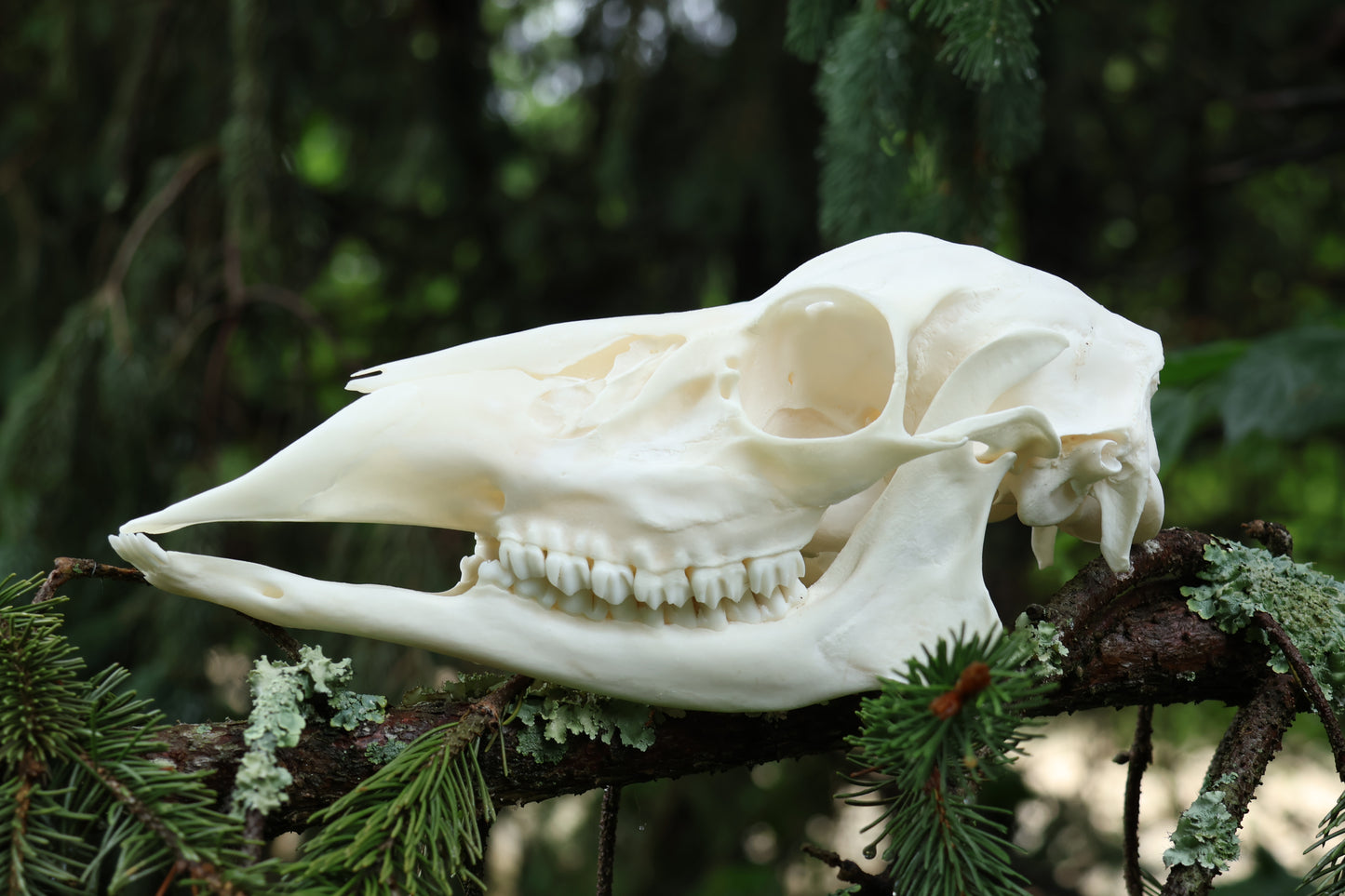 Whitetail Doe Skull