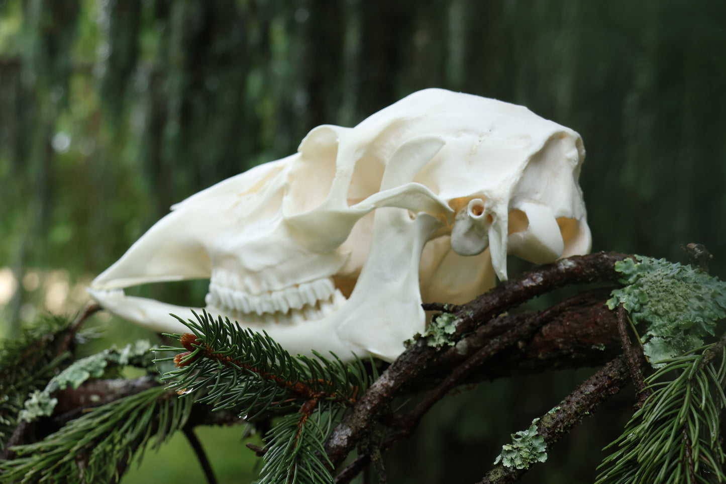 Whitetail Doe Skull