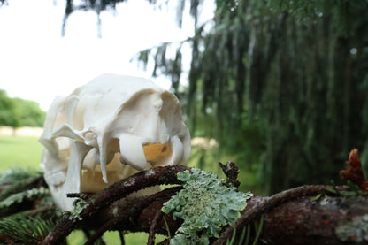 Whitetail Doe Skull