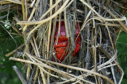 Red Fox Effigy