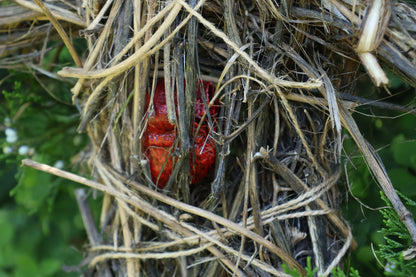 Red Fox Effigy