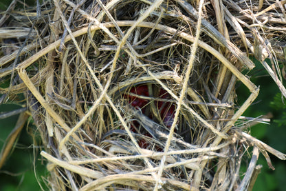 Red Fox Effigy