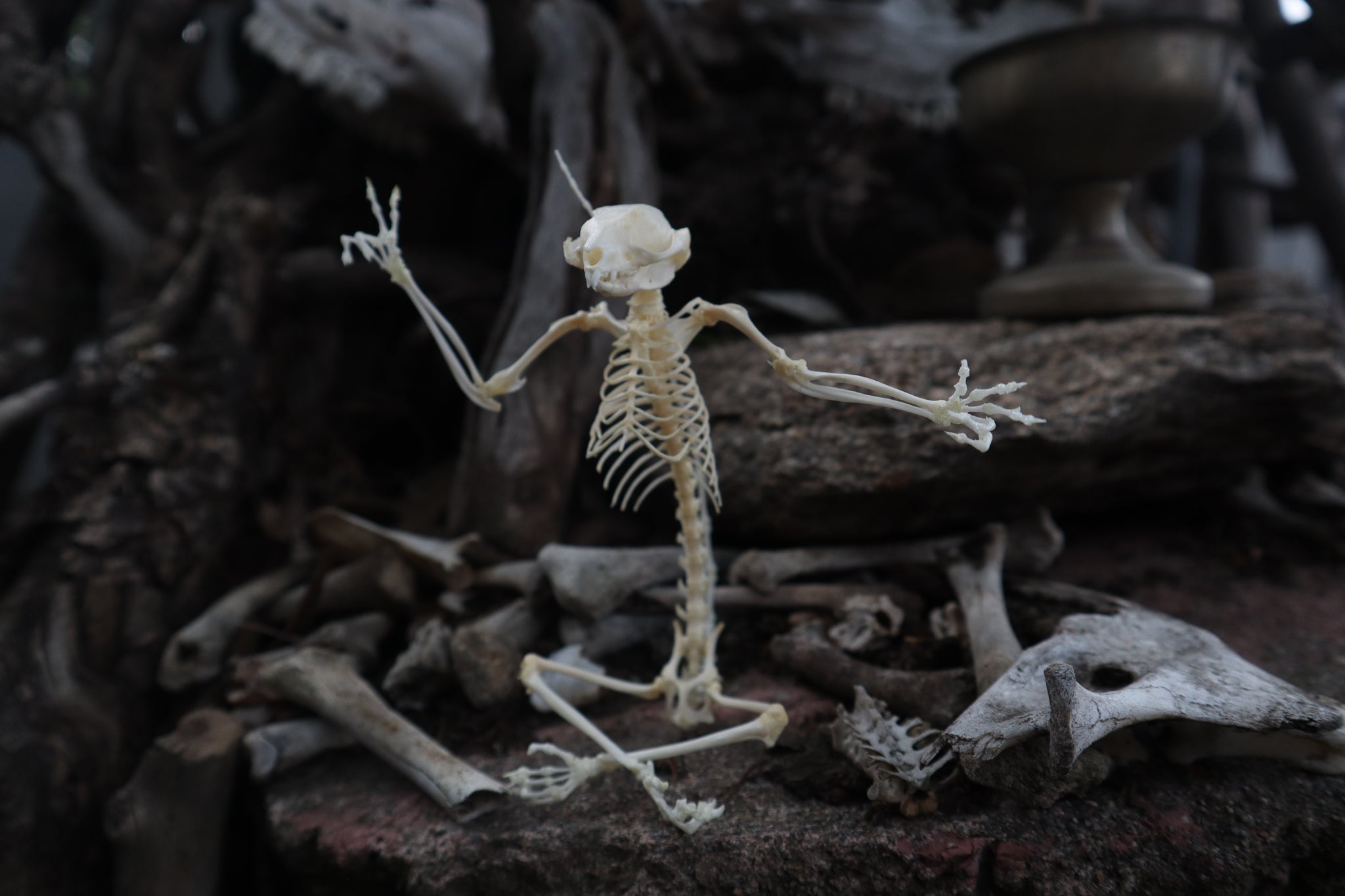 Baphomet - Articulated Sugar Glider Skeleton