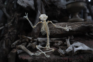 Baphomet - Articulated Sugar Glider Skeleton