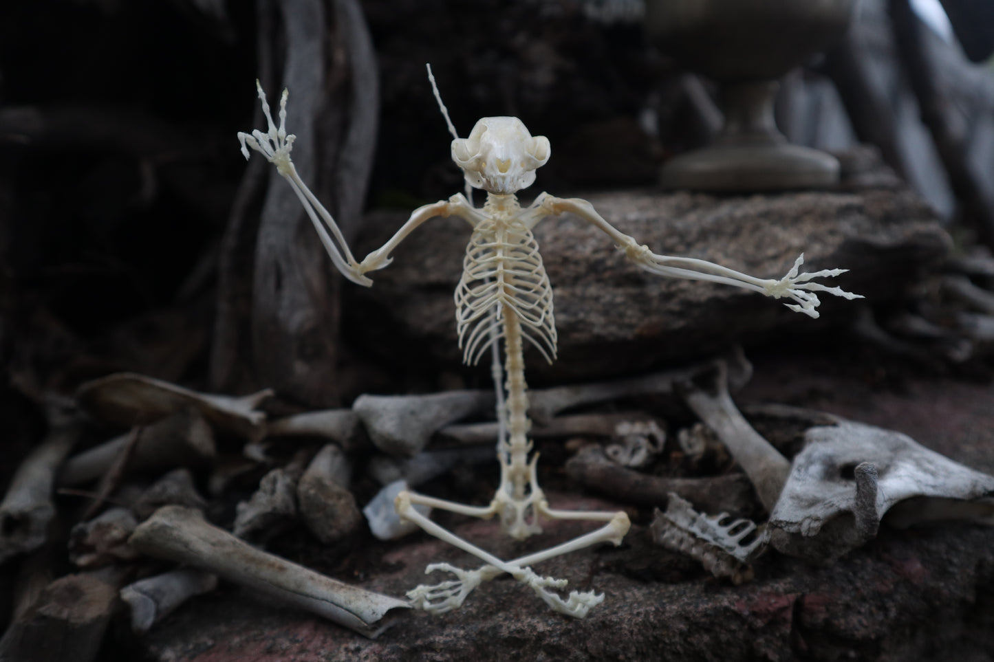 Baphomet - Articulated Sugar Glider Skeleton