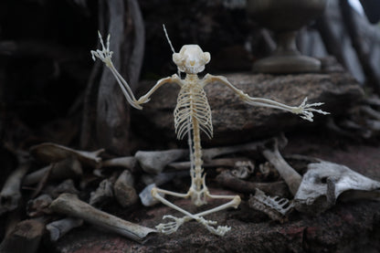 Baphomet - Articulated Sugar Glider Skeleton