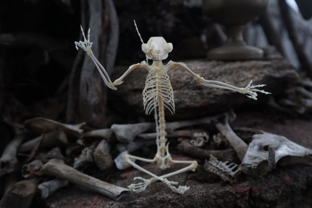 Baphomet - Articulated Sugar Glider Skeleton