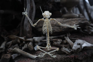 Baphomet - Articulated Sugar Glider Skeleton