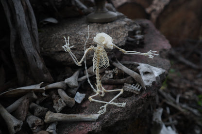 Baphomet - Articulated Sugar Glider Skeleton
