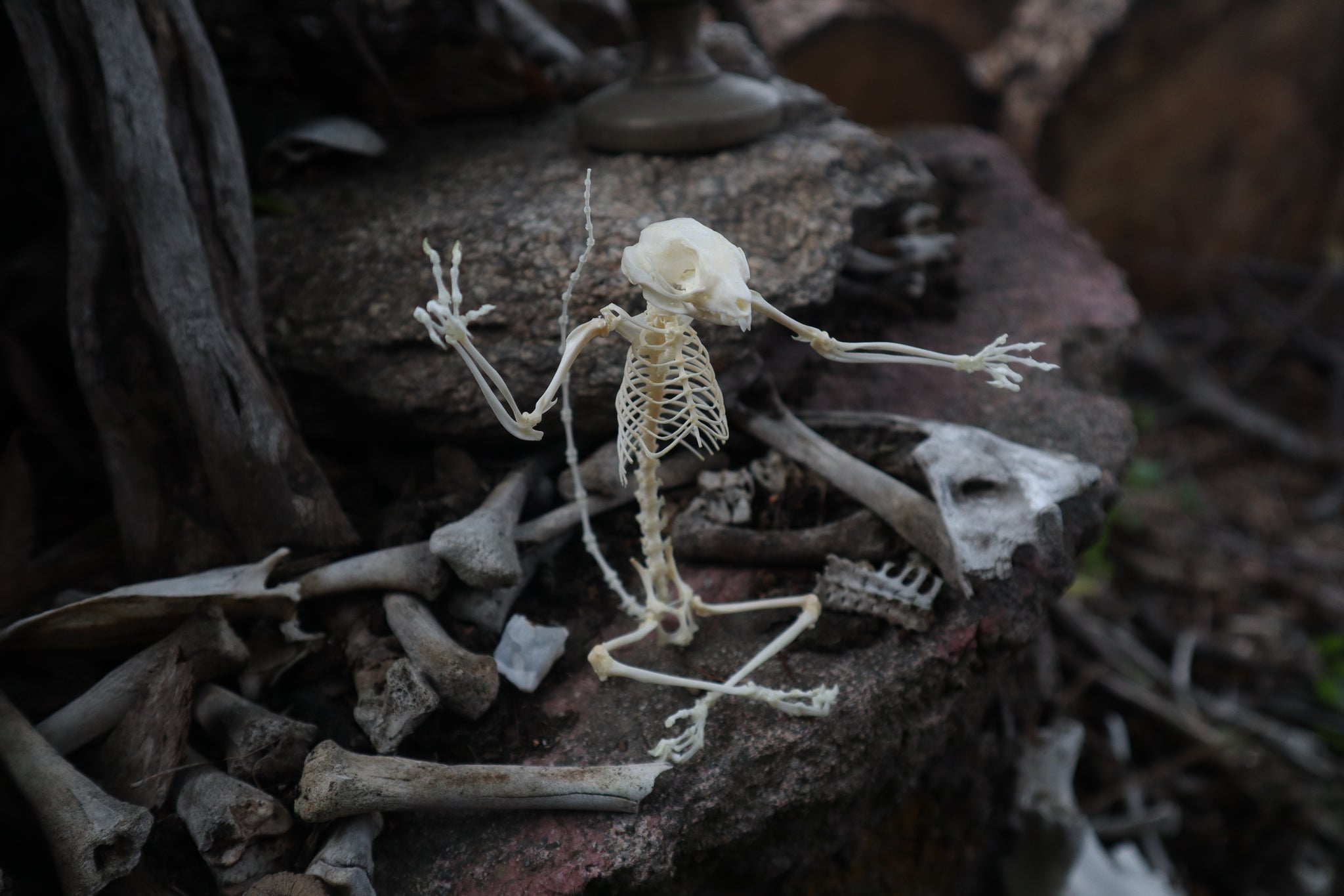 Baphomet - Articulated Sugar Glider Skeleton