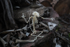 Baphomet - Articulated Sugar Glider Skeleton