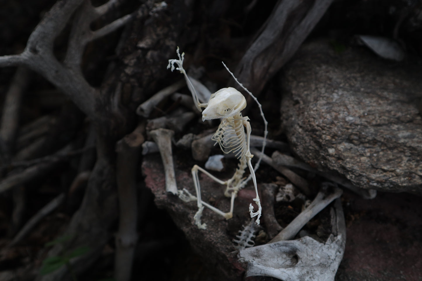 Baphomet - Articulated Sugar Glider Skeleton