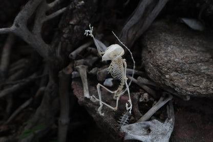 Baphomet - Articulated Sugar Glider Skeleton