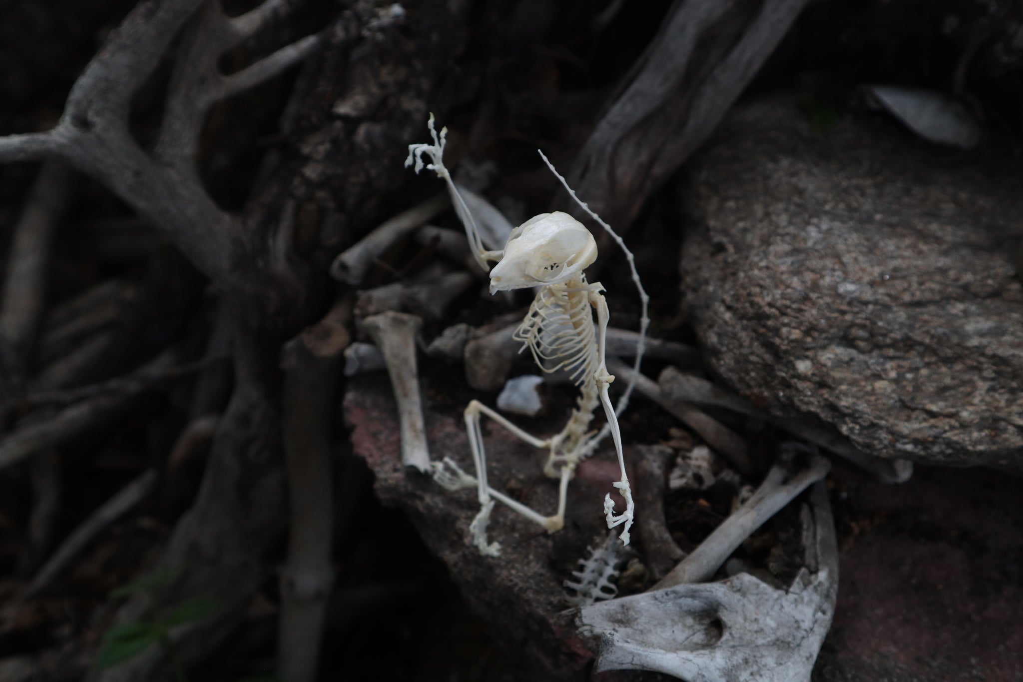 Baphomet - Articulated Sugar Glider Skeleton