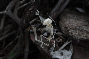 Baphomet - Articulated Sugar Glider Skeleton