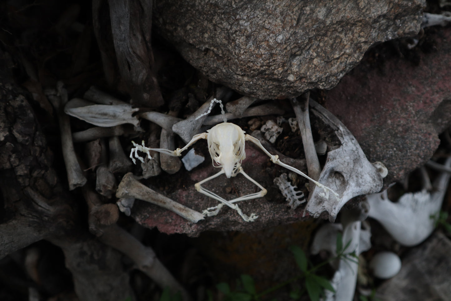 Baphomet - Articulated Sugar Glider Skeleton