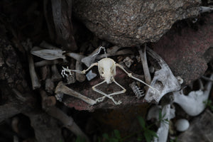 Baphomet - Articulated Sugar Glider Skeleton