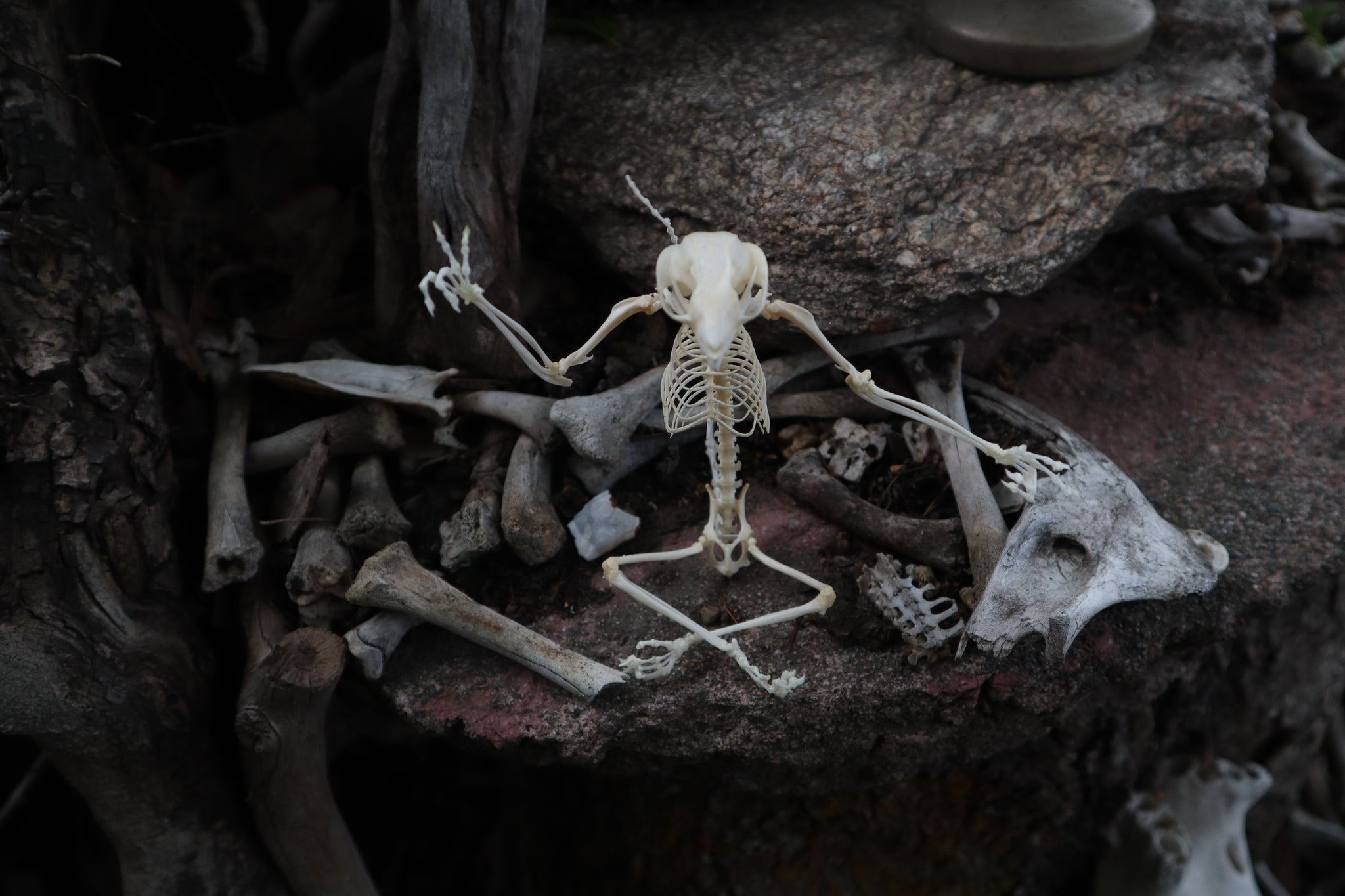 Baphomet - Articulated Sugar Glider Skeleton