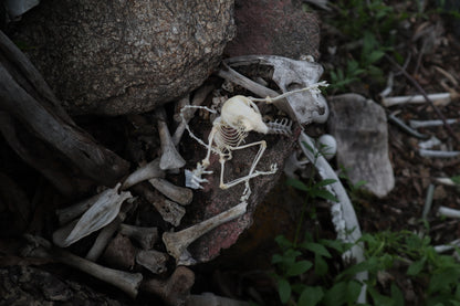 Baphomet - Articulated Sugar Glider Skeleton