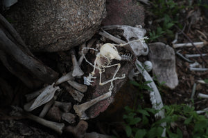 Baphomet - Articulated Sugar Glider Skeleton