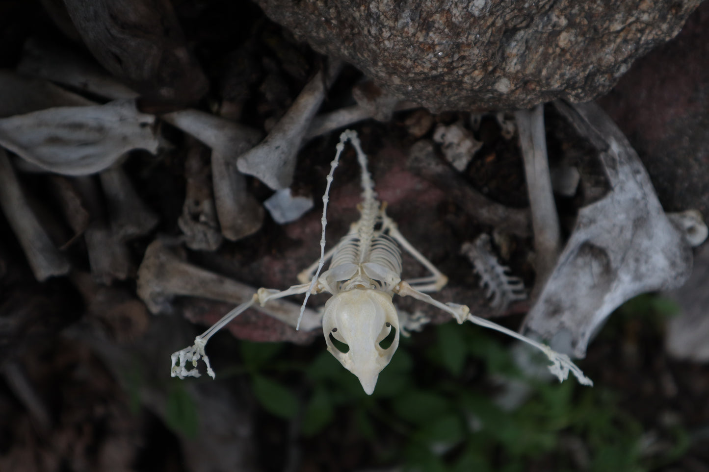 Baphomet - Articulated Sugar Glider Skeleton