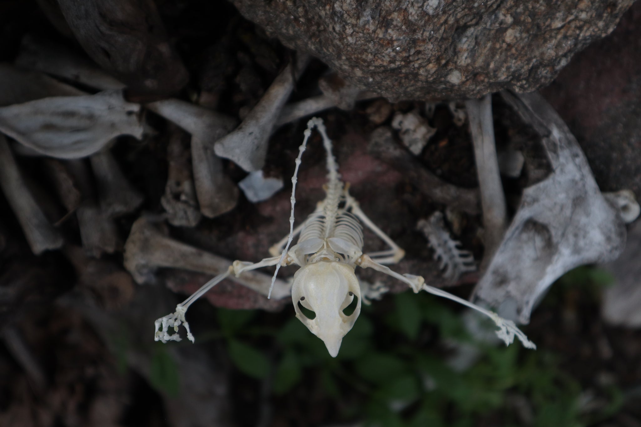 Baphomet - Articulated Sugar Glider Skeleton