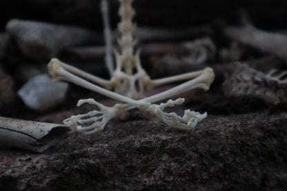 Baphomet - Articulated Sugar Glider Skeleton