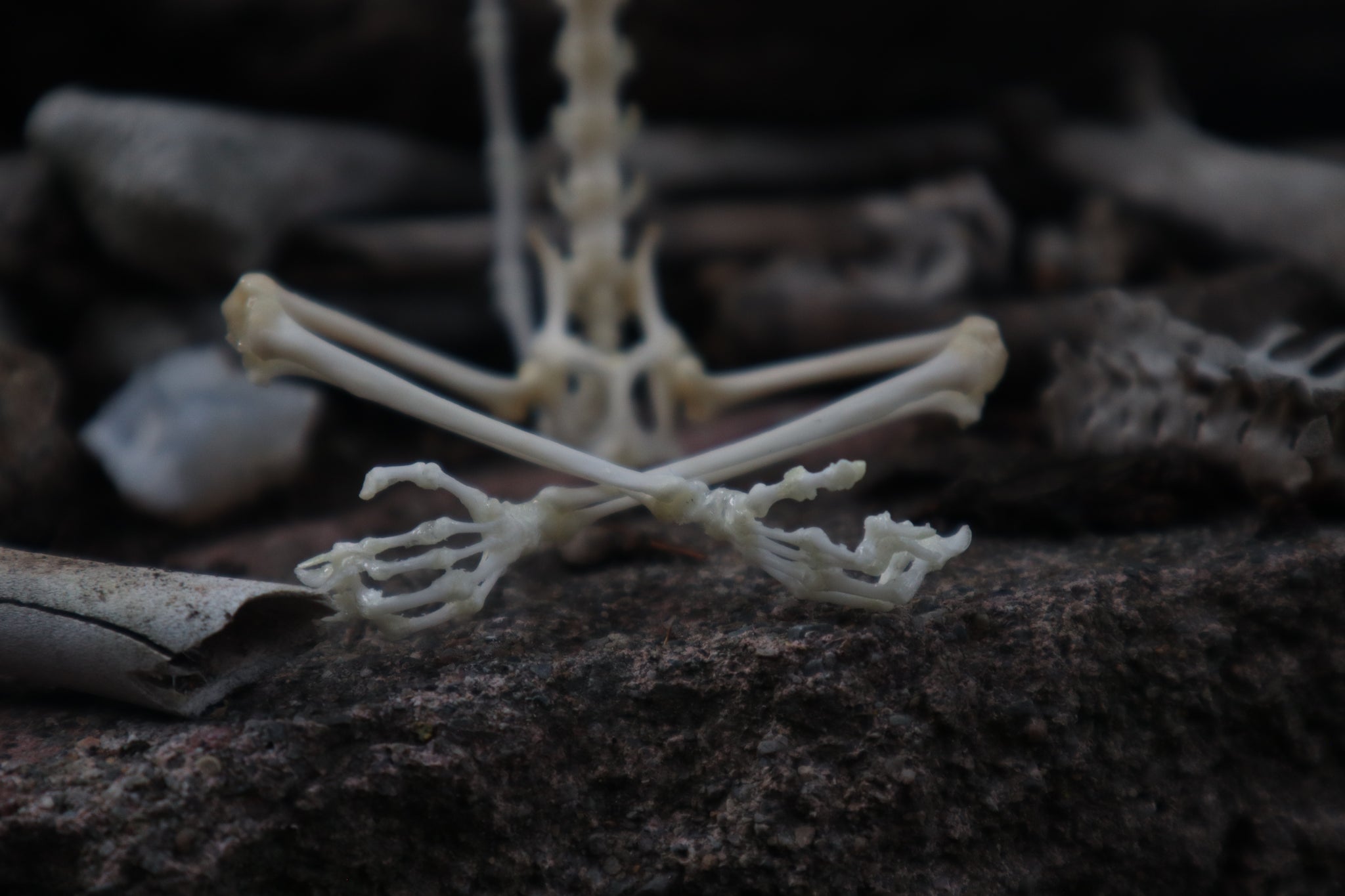 Baphomet - Articulated Sugar Glider Skeleton