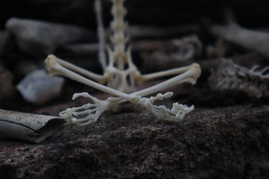 Baphomet - Articulated Sugar Glider Skeleton