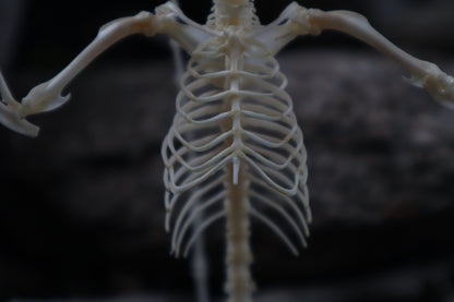Baphomet - Articulated Sugar Glider Skeleton