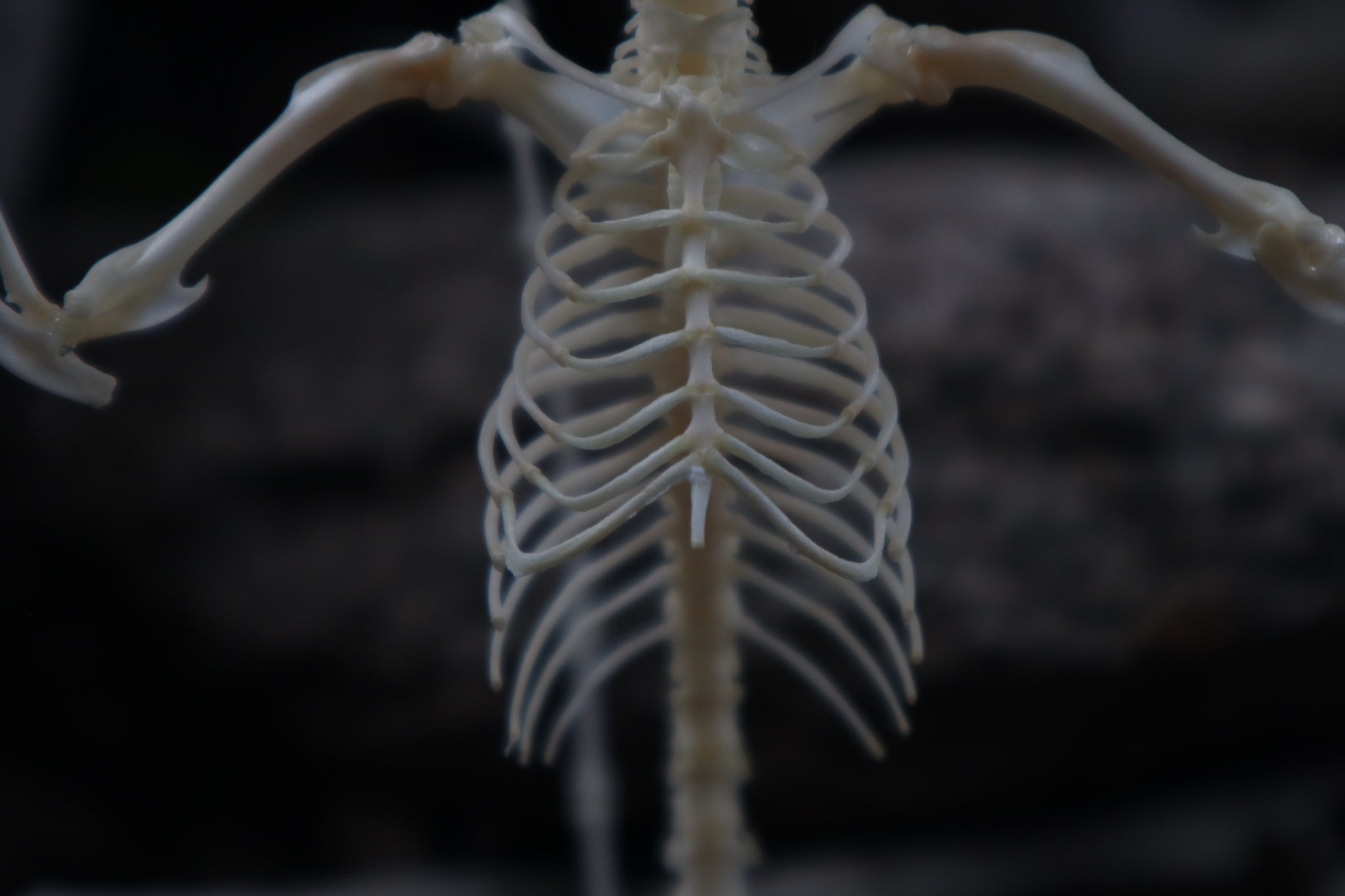 Baphomet - Articulated Sugar Glider Skeleton