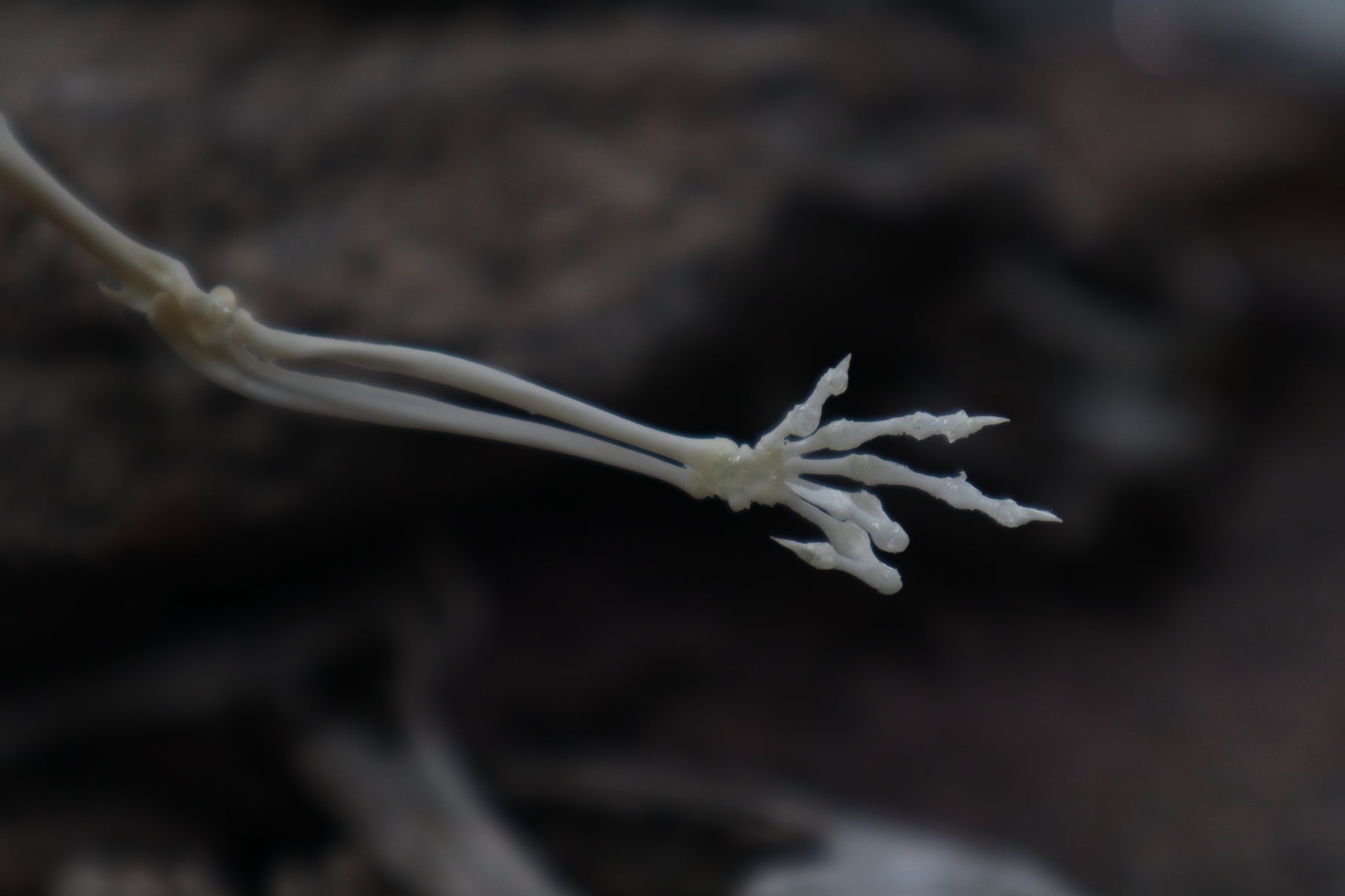 Baphomet - Articulated Sugar Glider Skeleton