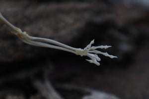 Baphomet - Articulated Sugar Glider Skeleton
