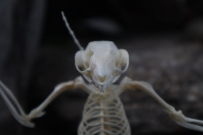 Baphomet - Articulated Sugar Glider Skeleton