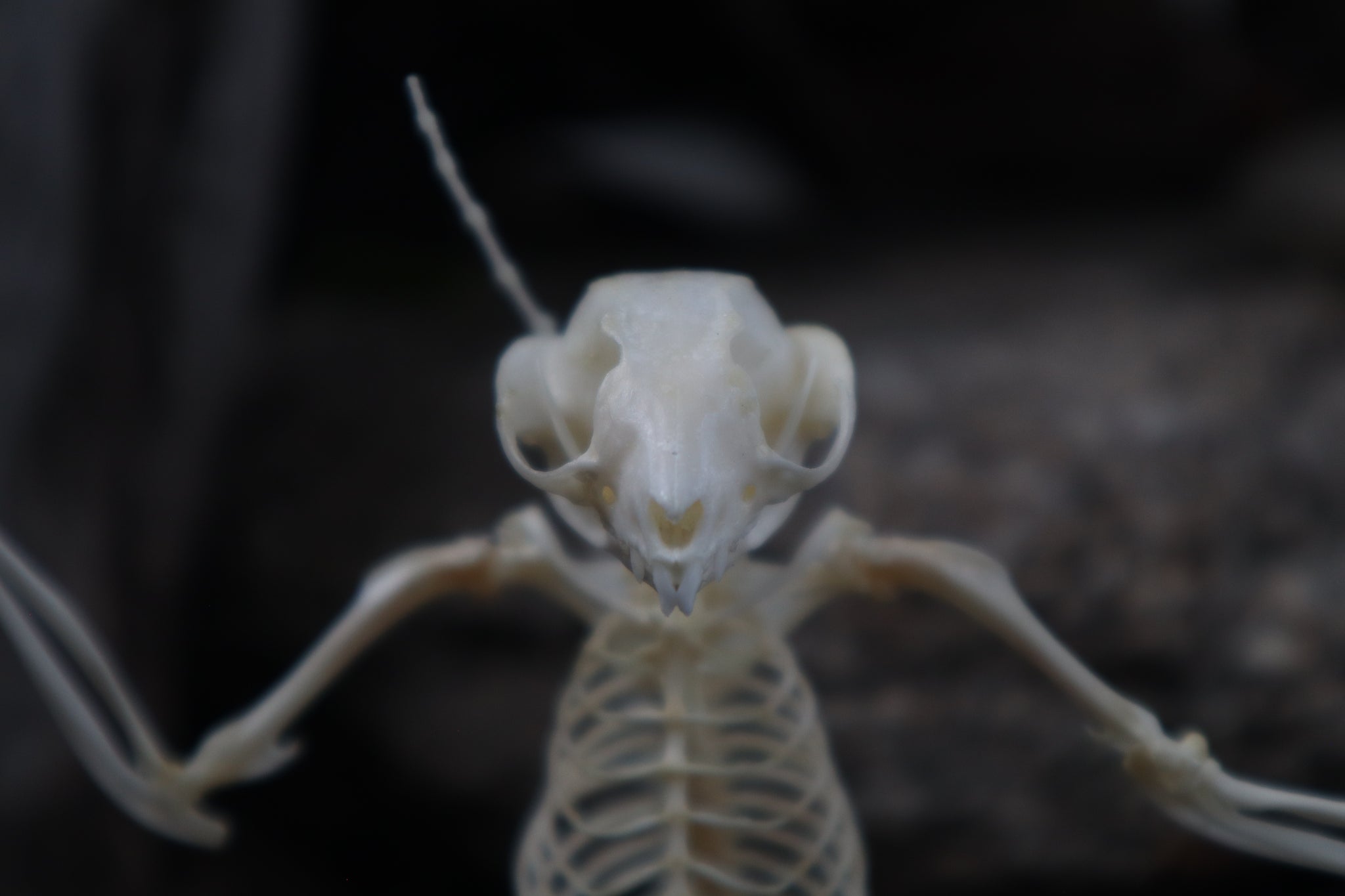 Baphomet - Articulated Sugar Glider Skeleton