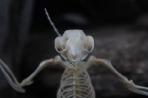 Baphomet - Articulated Sugar Glider Skeleton