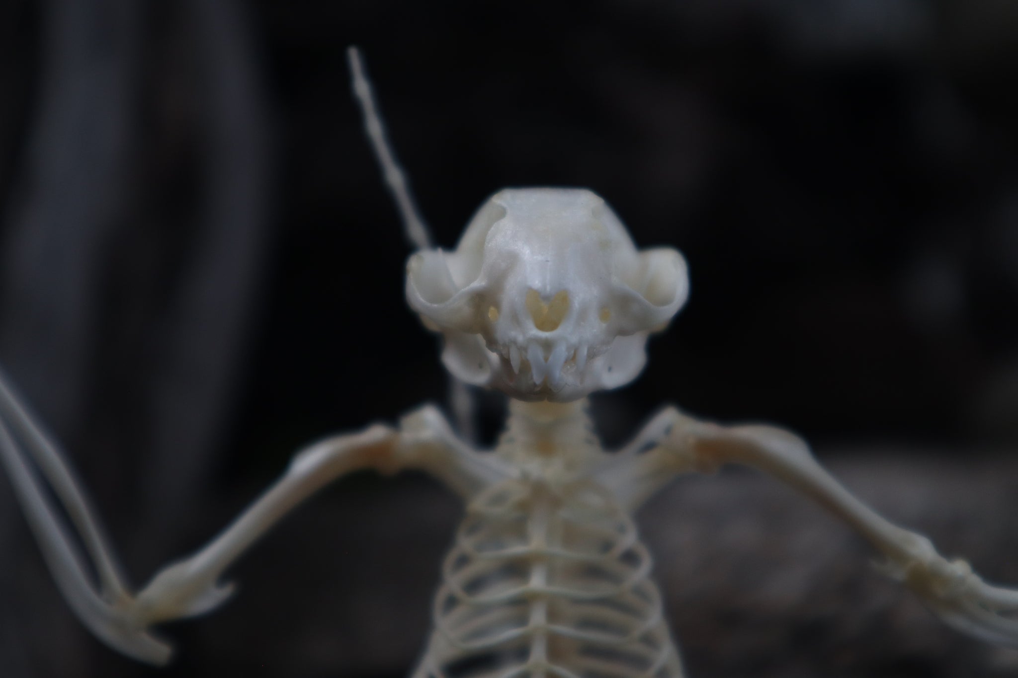 Baphomet - Articulated Sugar Glider Skeleton