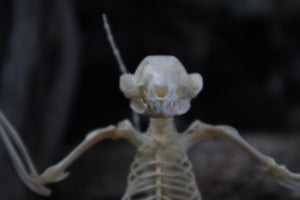 Baphomet - Articulated Sugar Glider Skeleton