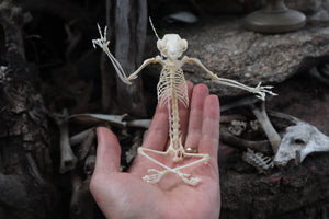 Baphomet - Articulated Sugar Glider Skeleton