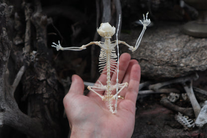 Baphomet - Articulated Sugar Glider Skeleton