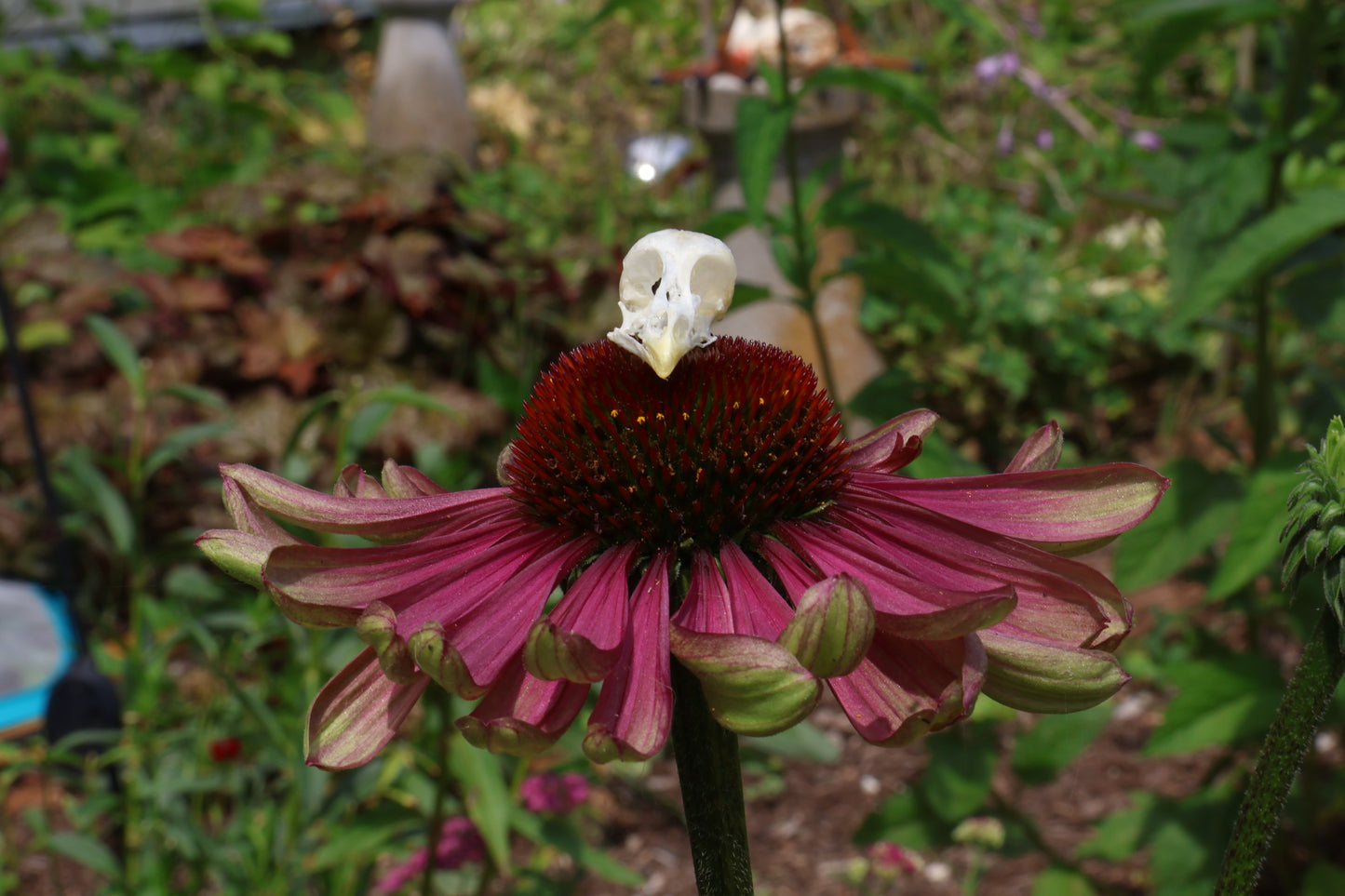 Baby Chick Skull