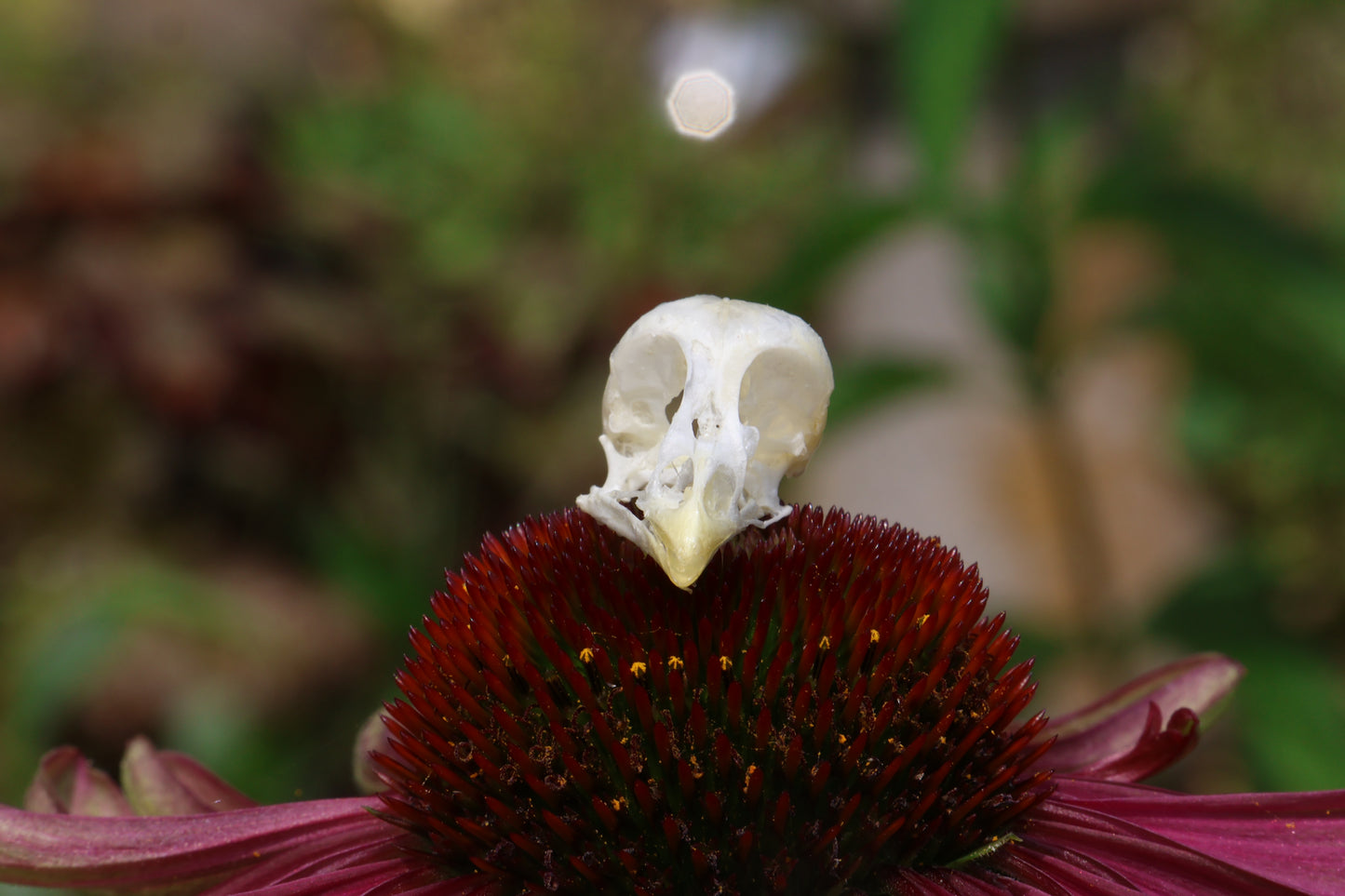 Baby Chick Skull